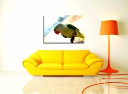 Animals _Parrot