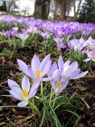 Blooming