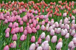 Blooming