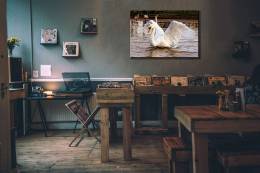 Swan