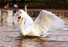 Swan