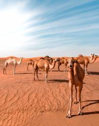 Camels