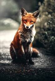 Fox