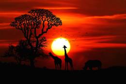 Africa