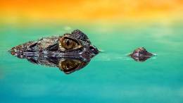 Amphibian