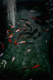 Koi