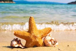 Starfish