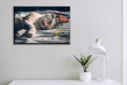 Animal Portrait