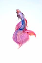Koi