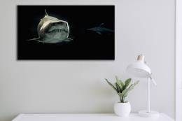 Shark