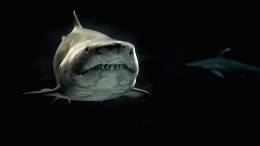 Shark