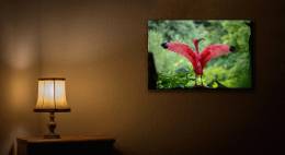 Exotic Bird
