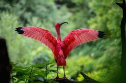 Exotic Bird