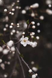 Apple Blossom