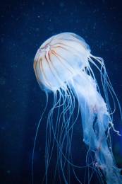 Jellyfish