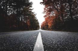 Asphalt Conifers