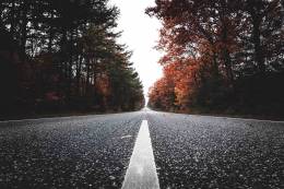Asphalt Conifers