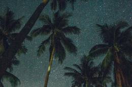 Coconut Trees