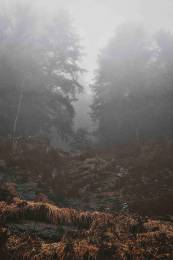 Autumn Cold
