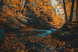 Autumn