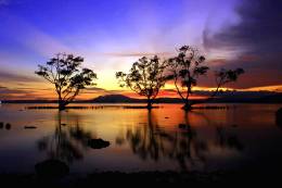 Trees Sunset