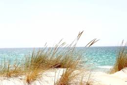 Beach Dune