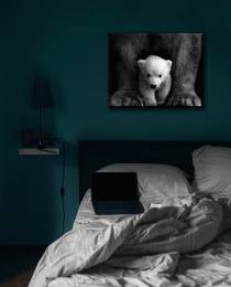 Bears