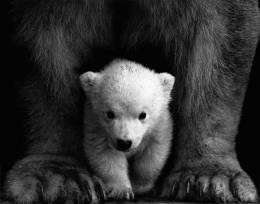 Bears