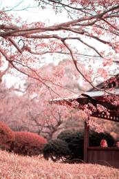 Beautiful Bloom