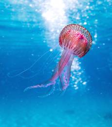 Jellyfish