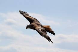 Bird flying