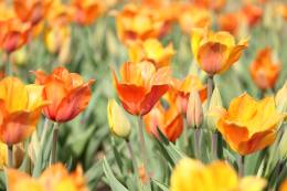 Blooming