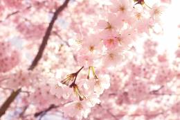Blooming