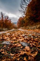 Blur Leaves