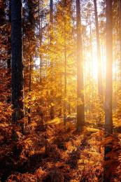 Bright Daylight