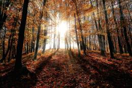 Bright Light