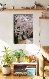 Branches Cherry
