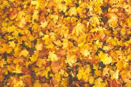 Bright Leaves