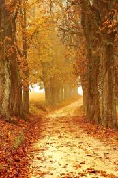 Brown Dawn