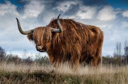 Bull