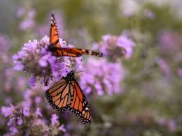 Butterflies