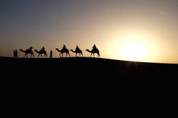 Desert Camels