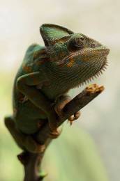 Chameleon