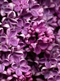 Purple Flowers