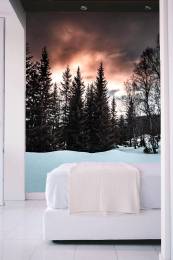 Cold Forest