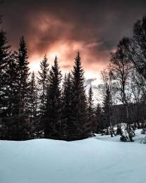 Clouds-Cold-Conifer