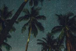 Coconut Trees