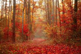 Colorful Forest