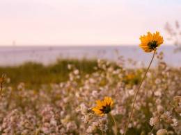 Flower Lake