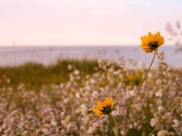 Flower Lake
